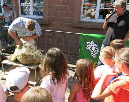 Deutsch-französischer Biosphären-Bauernmarkt in Trulben mit Aktionen rund ums Schaf