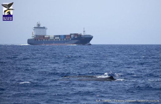 Große dänische Reederei implementiert Maßnahmen zum Schutz gefährdeter Pottwale vor Griechenland