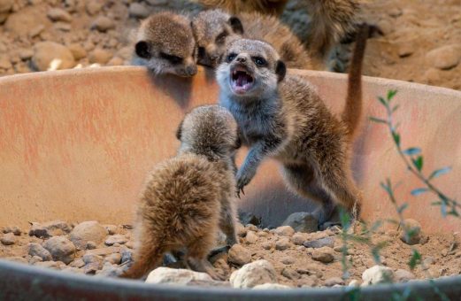 Aus der Höhle, fertig, los: Quirliger Erdmännchen-Nachwuchs im Kölner Zoo