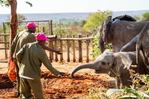 Elefantenwaisen in Simbabwe auf dem Weg in die Freiheit