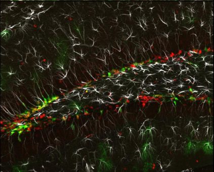 Forschende der Universitätsmedizin Mainz identifizieren Jekyll- und Hyde-Schlüsselprotein