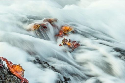 Der CEWE Photo Award ist erneut der größte Fotowettbewerb der Welt