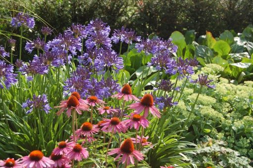 Bei „Agapanthus im Park“ dreht sich alles um die Schmucklilie