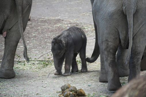 Elefant im Kölner Zoo geboren