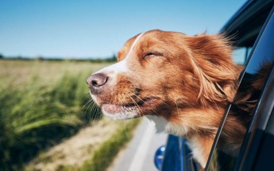 Verreisen mit Hund: die ideale Reiseapotheke für Tierfreunde