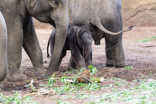 Happy Girl‘s Day: Neugeborener Elefant ist eine Kuh