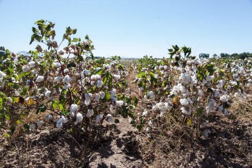 Messeneuheit: Cotonea stellt vier neue Bio-Pima-Baumwollstoffe vor