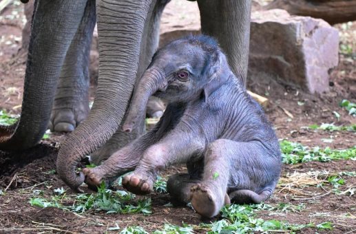 Neugeborener Elefant im Kölner Zoo heißt „Sarinya“