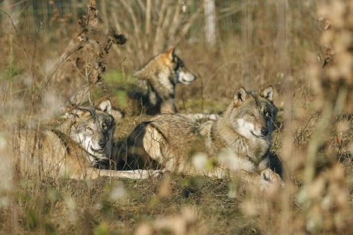 Praxistag zum Herdenschutz am 29. Juni für Weidetierhalter im WildtierPark Edersee