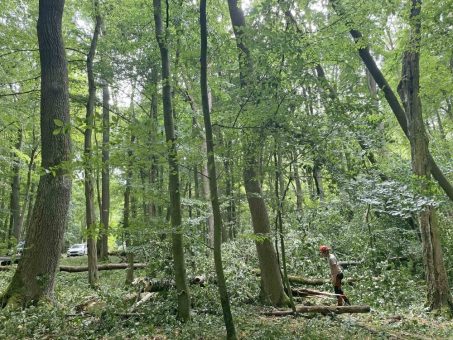 Verkehrssicherung im Nationalpark Hainich