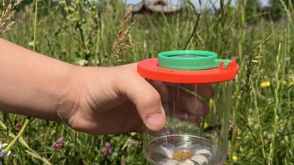 Wald – Wiesen – Wissen: Waldwiesen sind ökologisch wertvoller Lebensraum