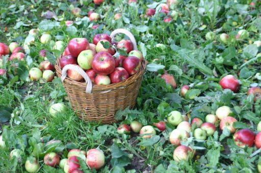 Seminare „Obstsorten bestimmen“ und „Mostseminar“ im Streuobstparadies