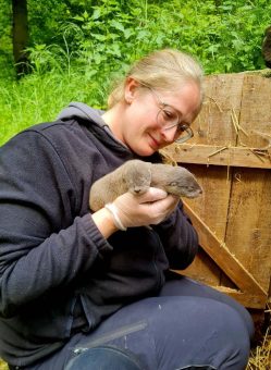 Nachwuchs bei den Fischottern im WildtierPark Edersee