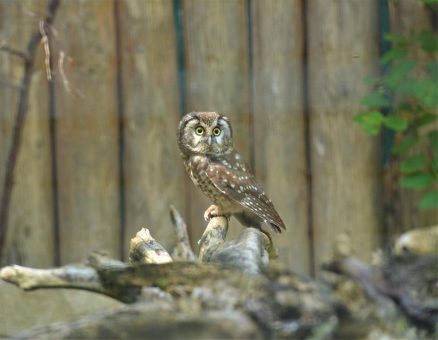 Einheimisches Waldvogel-Paar in Hellabrunn: Die Raufußkäuze sind ab jetzt zu zweit zu sehen