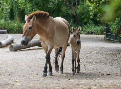 Ferien-Fohlen-Freude: Seltenes Przewalskipferd im Kölner Zoo geboren