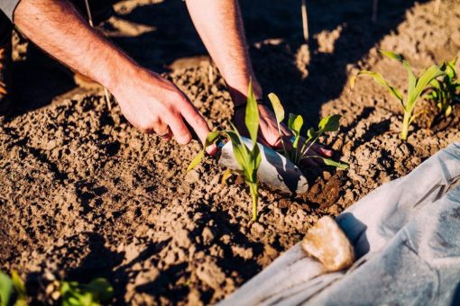 30 Jahre Ernährungsexpertise: Slow Food Deutschland feiert Jubiläum