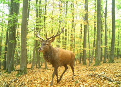 Nationalparke und Wildnisgebiete zählen Huftiere auf der Schutzfläche