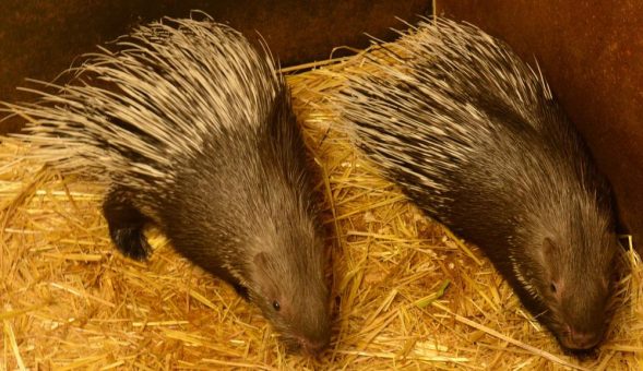 Zwei Weißschwanz-Stachelschweine im Tierpark Hellabrunn geboren