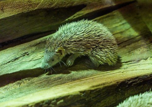 Tenrek im Kölner Zoo geboren