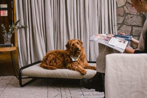 Buciano: Wenn Hundebetten zu Design Pieces werden