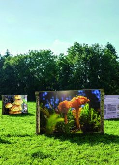 Landschaftsausstellung „PilzReich“ im Schwäbischen Wald