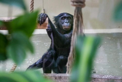 Hallo, „Malaika“: Neues Bonobo-Weibchen im Kölner Zoo