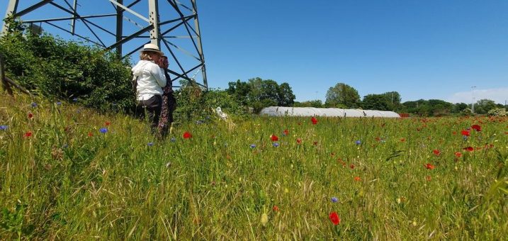 Aktion „Happy New Blossom“ unterstützt Artenvielfalt