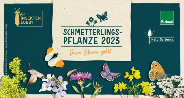 Bioland und NaturGarten rufen zur Wahl der Schmetterlingspflanze des Jahres 2023 auf