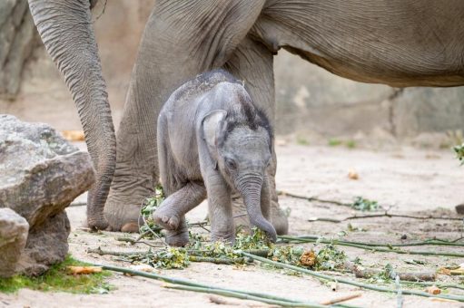 Kölns jüngster Elefant: So entwickelt sich „Sarinya“