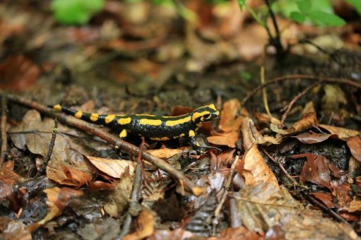 Gemeinsam forschen: Feuersalamander melden und wichtige Daten liefern