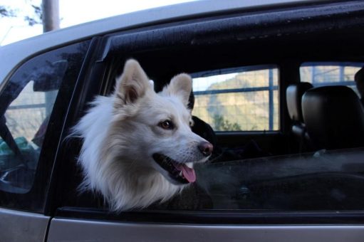 Sicher unterwegs mit Hund, Katze und Co.: Tipps der GTÜ für den Tiertransport im Auto