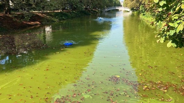 StEB Köln: Blaualgen am Clarenbachkanal