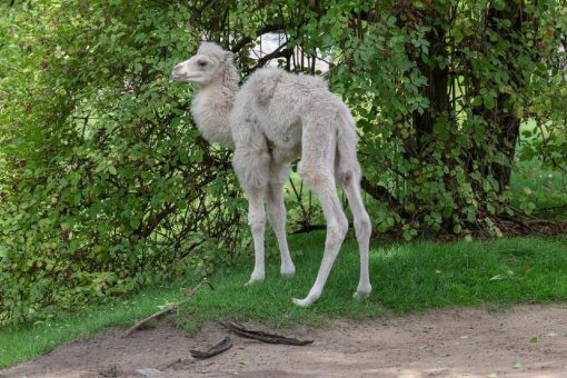 Heller Hingucker: Weißes Trampeltier geboren