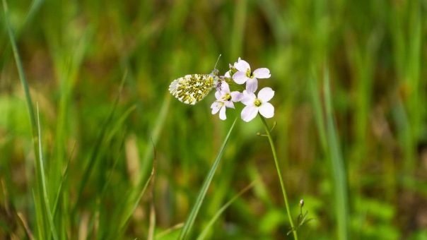 Medien und Politik müssen über den alarmierenden Zustand der Biodiversität sprechen