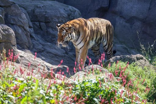 Liebestausch: Neues Tigerweibchen im Kölner Zoo