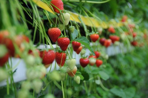 Bayer nimmt Erdbeeren in sein Obst- und Gemüseportfolio auf