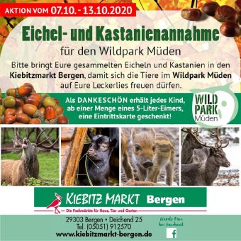 Große Eichel und Kastanien Sammelaktion für die Tiere des Wildpark Müden