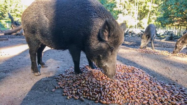 Große Eichel und Kastanien Sammelaktion für die Tiere im Wildpark Müden