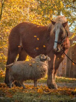 Niedersächsische Zootage feiern Premiere