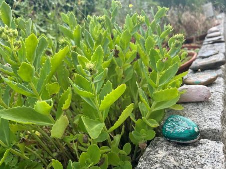 DRK-Kinderklinik startet Crowdfunding für den geplanten Erinnerungsgarten