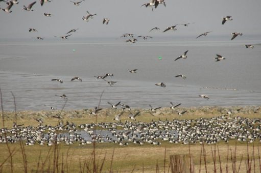 Zugvogeltage im Natureum