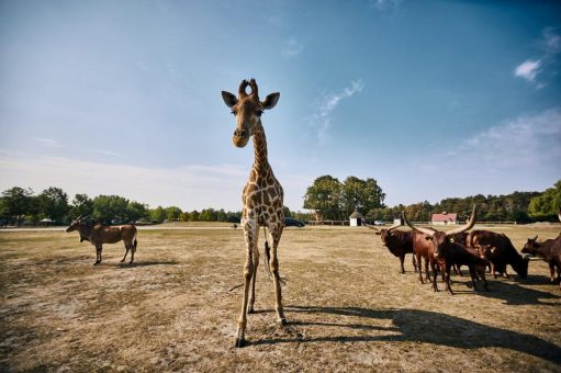 Elefanten im Safariland haben keinen Bock auf Inflation!