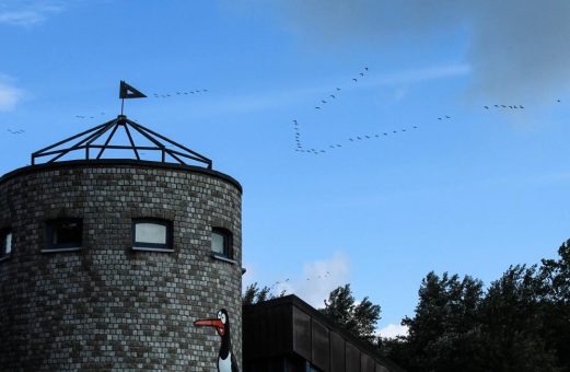 Zugvogeltage im Natureum