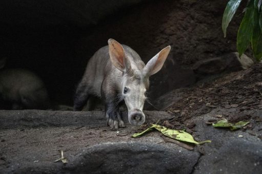 Männermangel bei den Erdferkeln