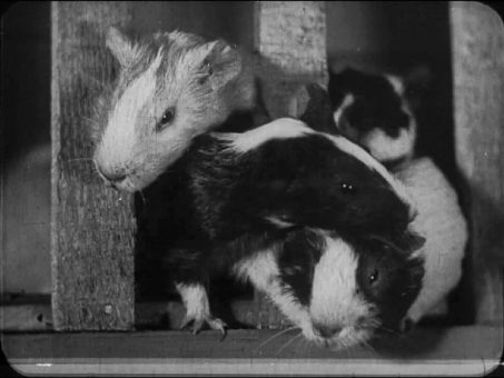 Bonner Stummfilmtage zu Gast: Schwein bleibt Schwein (UkrSSR 1931) mit Live-Musik