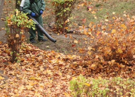 Herbstlaub liegen lassen hilft Tieren im Garten