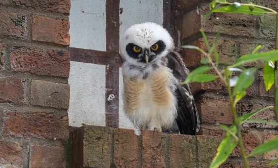 Weiß gefiedert, faszinierender Blick: Kleiner Brillenkauz im Kölner Zoo geschlüpft