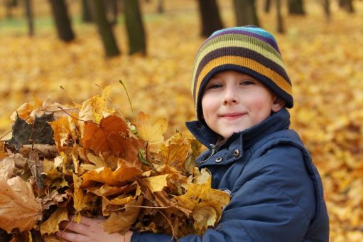 Laubabfall im Herbst: Wie Bäume den Winter überstehen