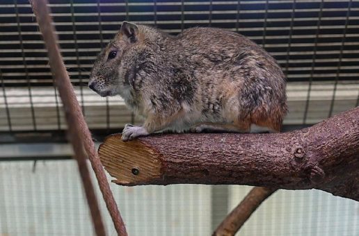 Putzige Kletterexperten aus Brasilien – Felsenmeerschweinchen neu im Kölner Zoo