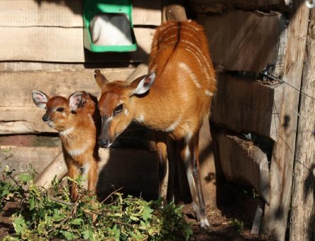 Willkommen „Imara“: Sitatunga im Kölner Zoo geboren